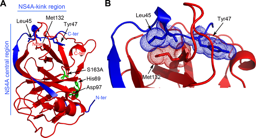 Forschung Pestivirus Institute of Virology and Cell Biology