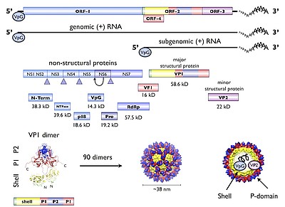 Генотипы норовируса. Норовирусы строение. РНК норовирус. Норавирус геном. Генетические варианты коронавируса.